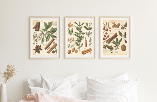 Botanical Spice Art Print Set | Vintage Herb Illustrations wall art print, modern home decor, unframed artwork by Nomad & Nest