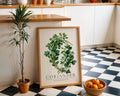 Coriander Herb Kitchen Print • Botanical Culinary Illustration wall art print, modern home decor, unframed artwork by Nomad & Nest