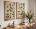 Botanical Herb Prints Set | Vintage Kitchen Wall Art wall art print, modern home decor, unframed artwork by Nomad & Nest
