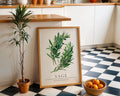 Sage Herb Print • Kitchen Botanical Watercolor Art wall art print, modern home decor, unframed artwork by Nomad & Nest